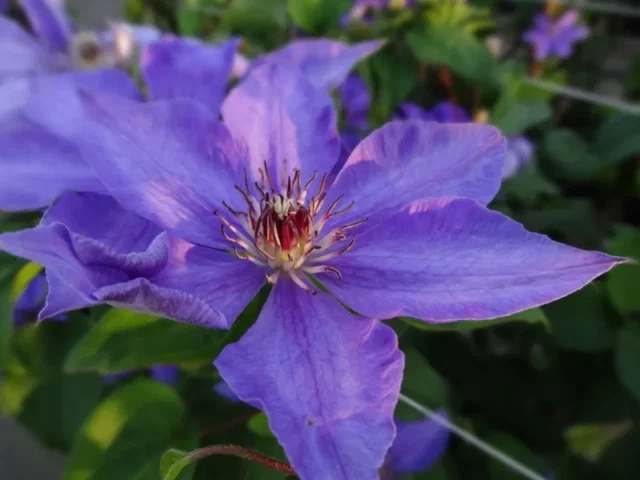 Clematis Xerxes (Clematis)