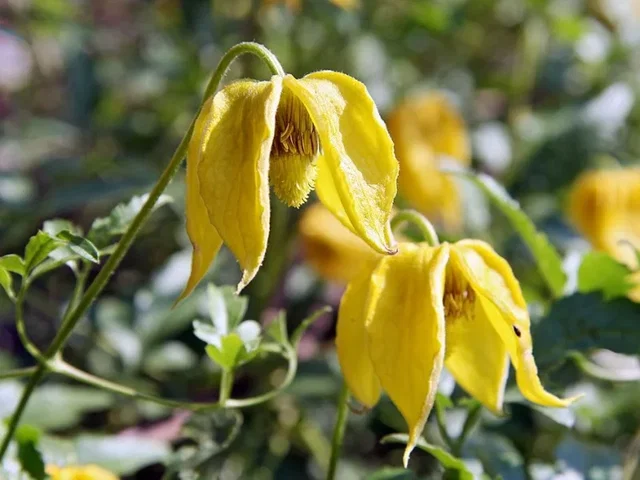 Clematis Tangutica (Bosrank)