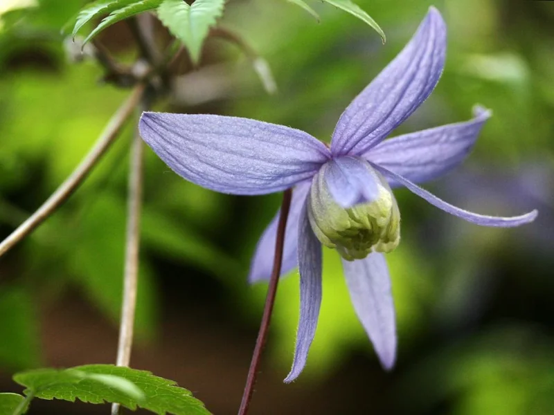 Clematis Alpina (Clematis)