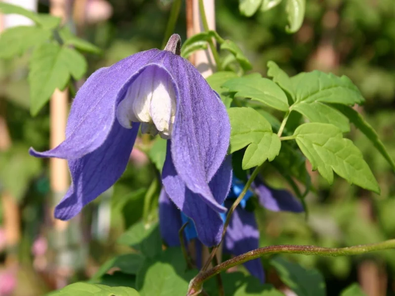 Clematis Alpina Frances Rivis (Clematis)