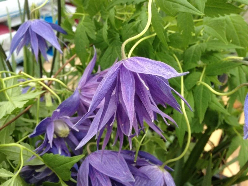 Clematis Macropetala (Clematis)