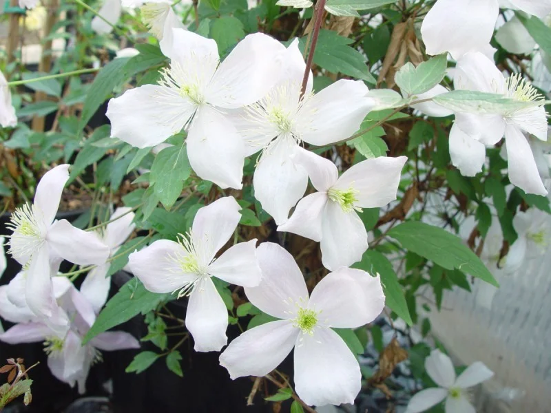 Clematis Montana Grandiflora (Bosrank)