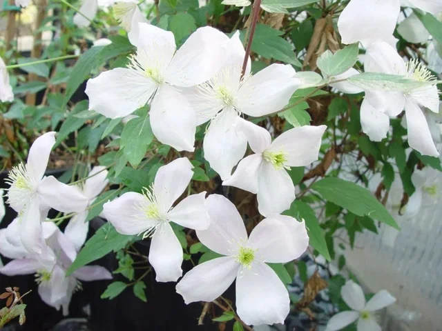 Clematis Montana Grandiflora (Bosrank) Clematis Montana Grandiflora (Bosrank)