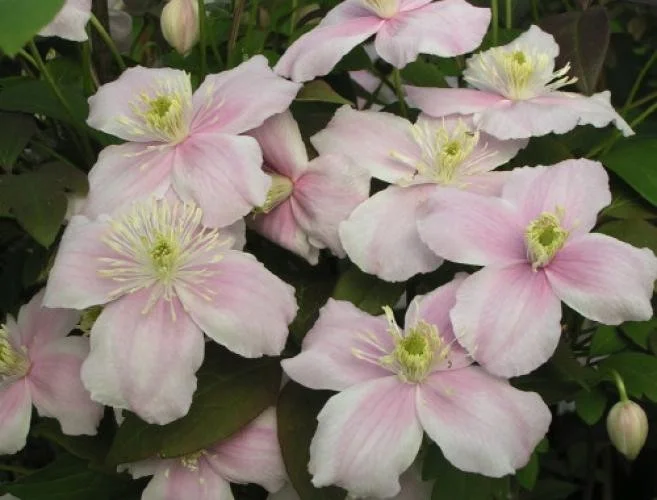 Clematis Montana Mayleen (Bosrank)