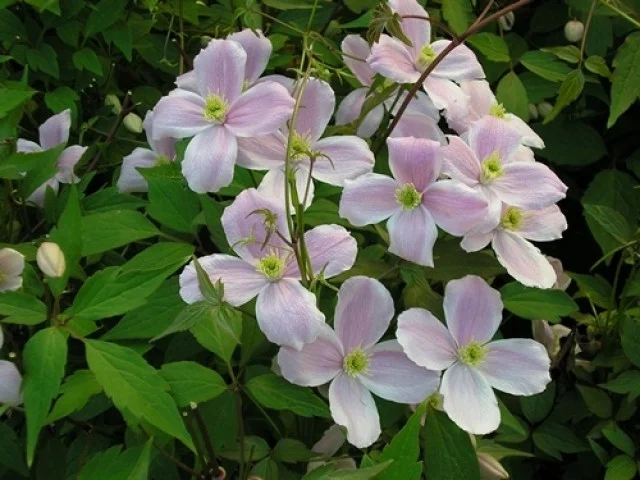 Clematis Montana Rubens (Bosrank)