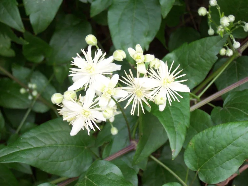 Clematis Vitalba (Bosrank)