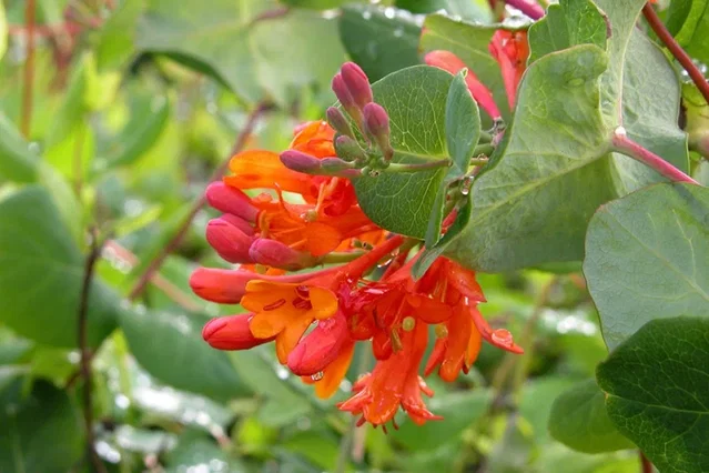 Lonicera Brownii Dropmore Scarlet (Kamperfoelie)
