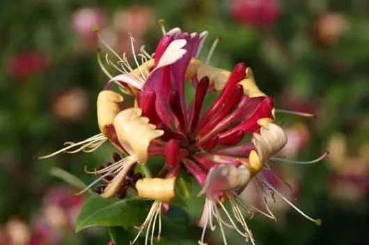 Lonicera Heckrottii American Beauty (Kamperfoelie)