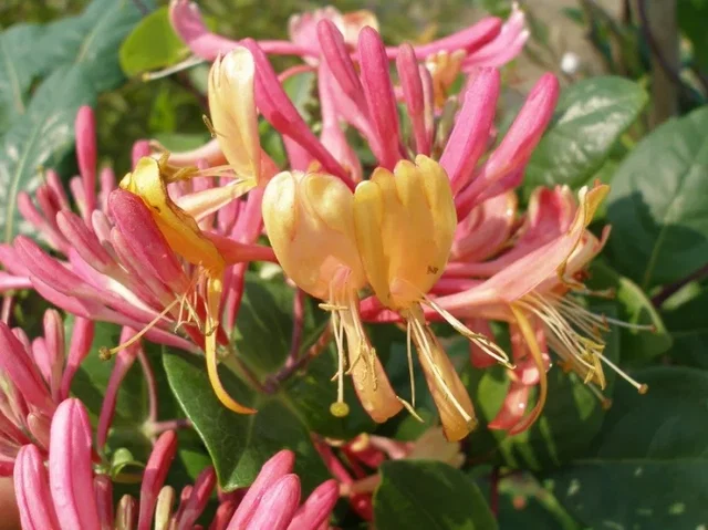 Lonicera Heckrottii Goldflame (Kamperfoelie)