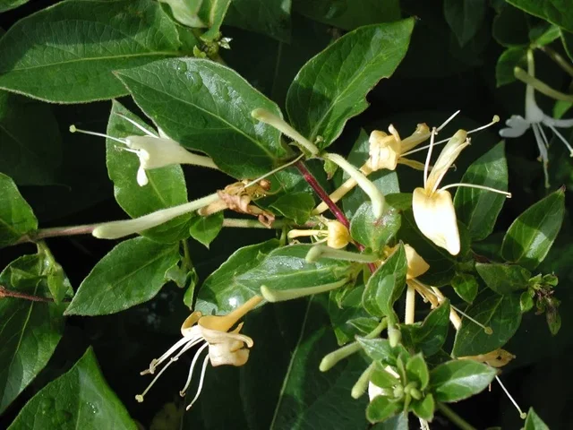 Lonicera Japonica Halliana (Kamperfoelie)