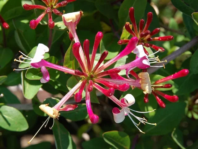Lonicera Periclymenum Belgica (Kamperfoelie)