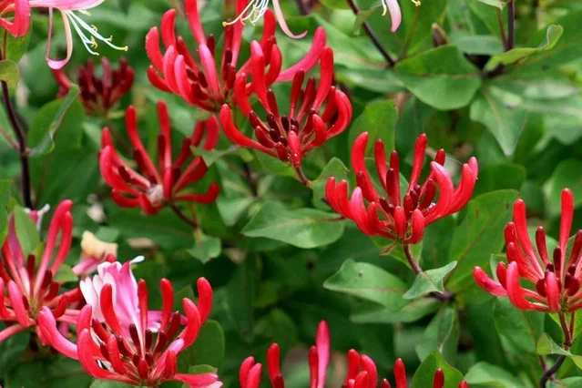 Lonicera Periclymenum Serotina (Kamperfoelie)