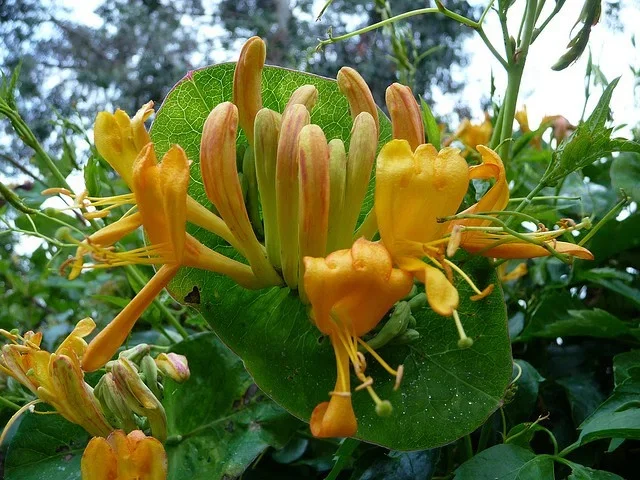 Lonicera Tellmanniana (Kamperfoelie)