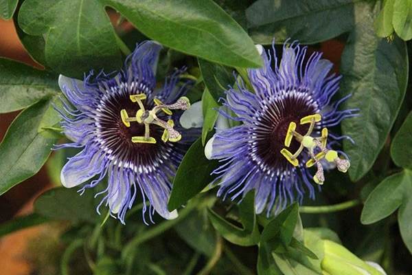 Passiflora Purple Haze (Passiebloem)