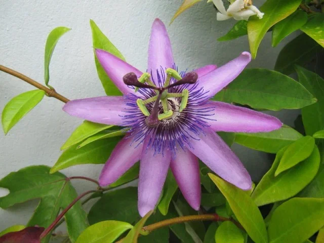 Passiflora Caerulea Lavender Lady (Passiebloem)