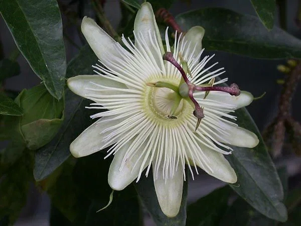 Passiflora Caerulea Constance Elliott (Passiebloem)