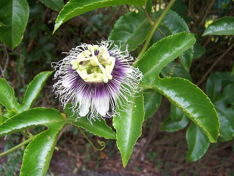 Passiflora Edulis (Passiebloem)-1