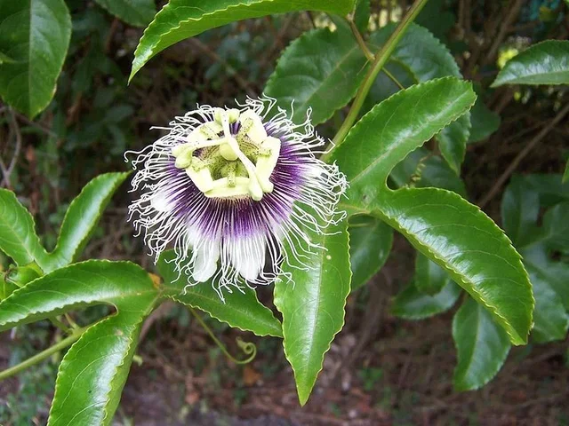 Passiflora Edulis (Passiebloem)