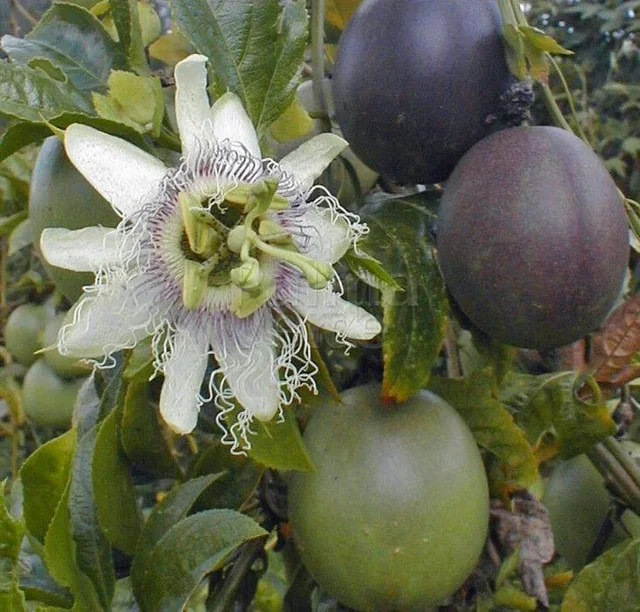 Passiflora Edulis (Passiebloem)
