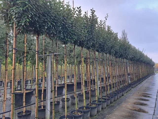 Elaeagnus Ebbingei (Wintergrüne Ölweide)