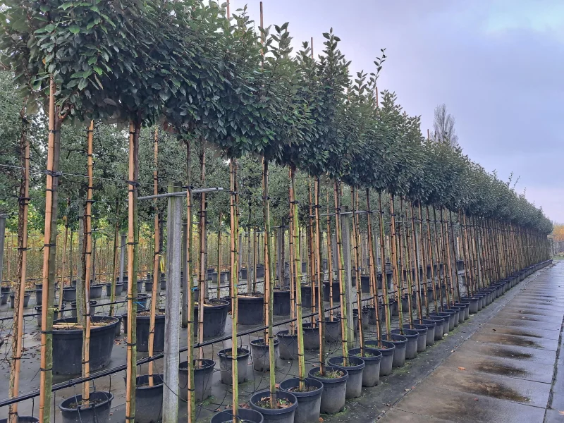 Elaeagnus Ebbingei Boom (Olijfwilg)