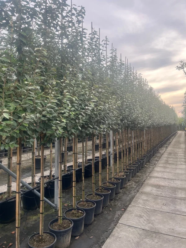 Elaeagnus Ebbingei Boom (Olijfwilg)-4