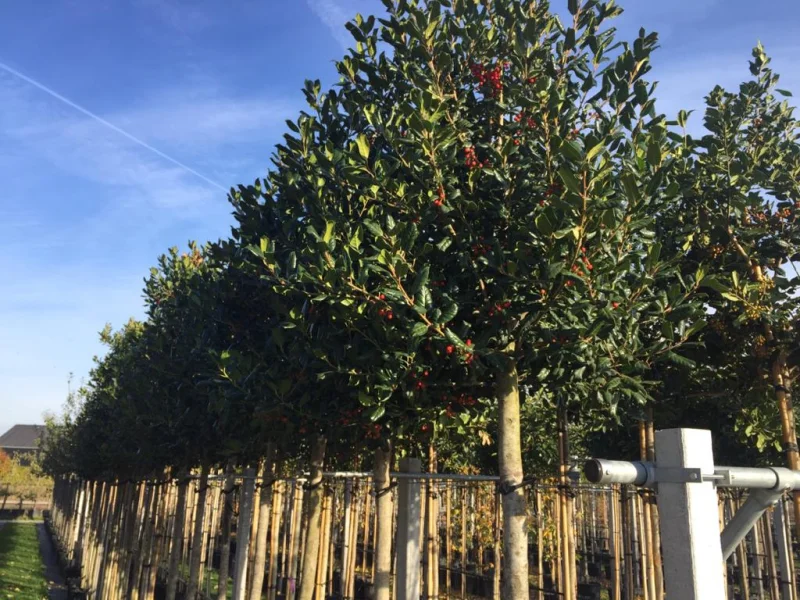 Ilex Nellie Stevens (Hulst)