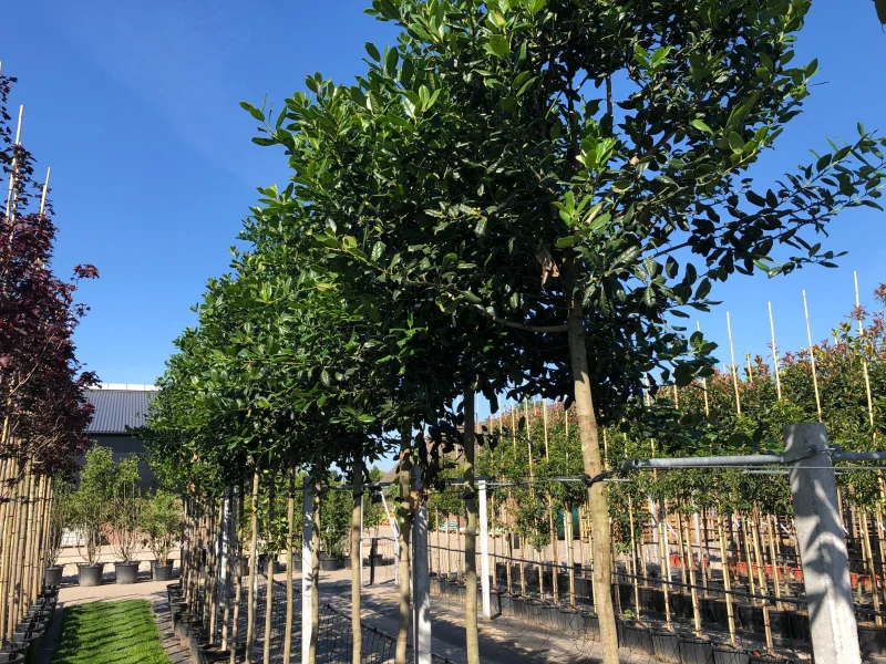 Ilex Nellie Stevens (Hulst)-5