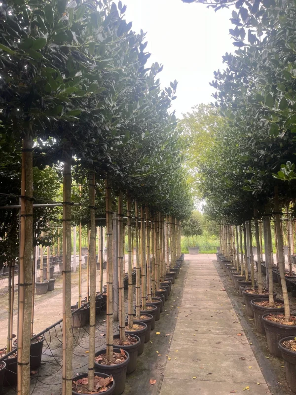 Ilex Nellie Stevens (Hulst)-6