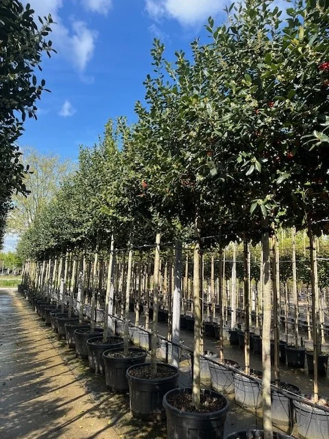 Ilex Nellie Stevens (Hulst)-7