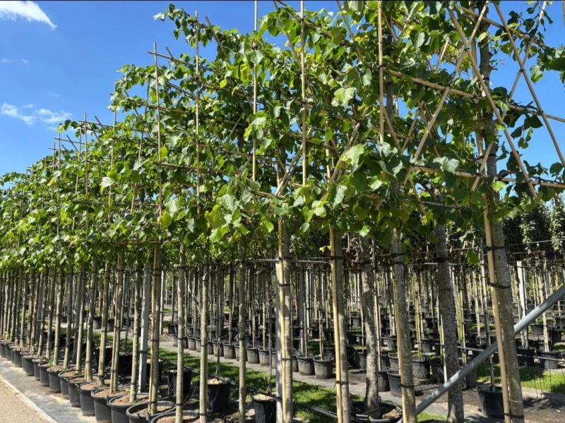 Tilia Europea Pallida Leiboom (Leilinde)-3
