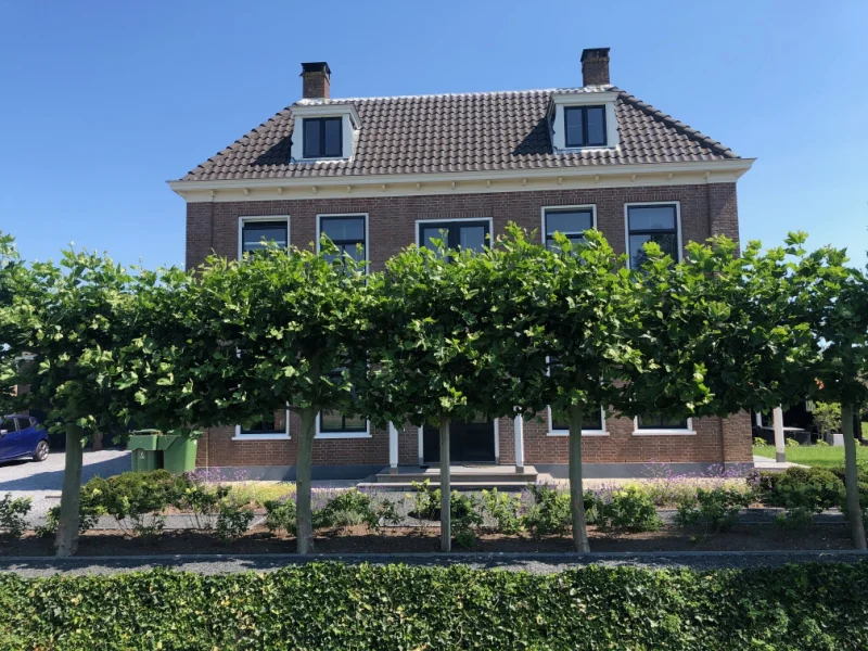 Platanus Hispanica Leiboom (Leiplataan)-1