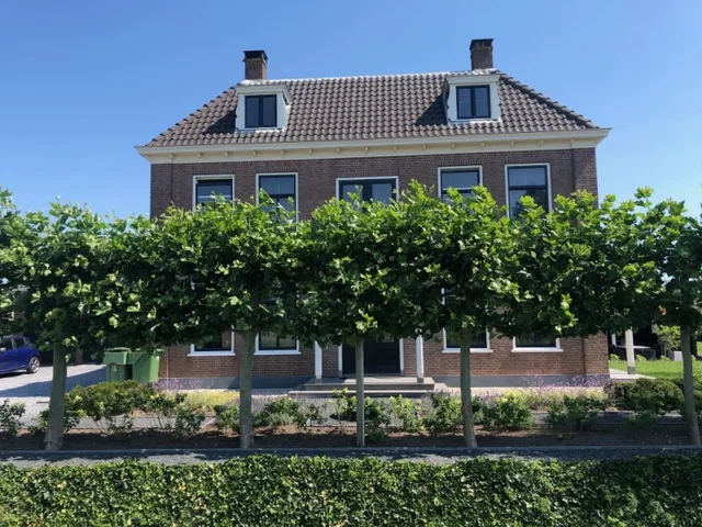 Platanus hispanica Spalierbaum Online Kaufen (Ahornblättrige Platane) Platanus hispanica Spalierbaum Online Kaufen (Ahornblättrige Platane)