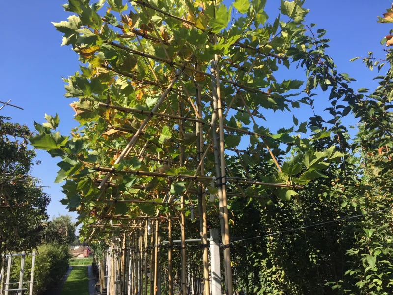 Platanus Hispanica Leiboom (Leiplataan)