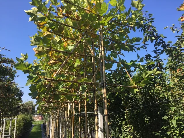 Platanus hispanica Spalierbaum Online Kaufen (Ahornblättrige Platane) Platanus hispanica Spalierbaum Online Kaufen (Ahornblättrige Platane)