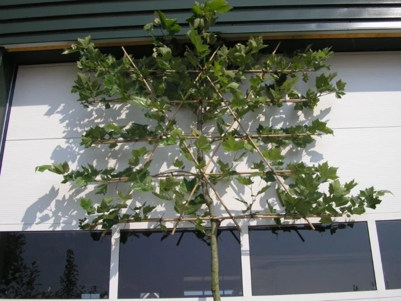 Platanus Hispanica Leiboom (Leiplataan)-3