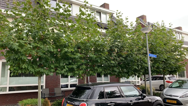 Platanus Hispanica Leiboom (Leiplataan)-4