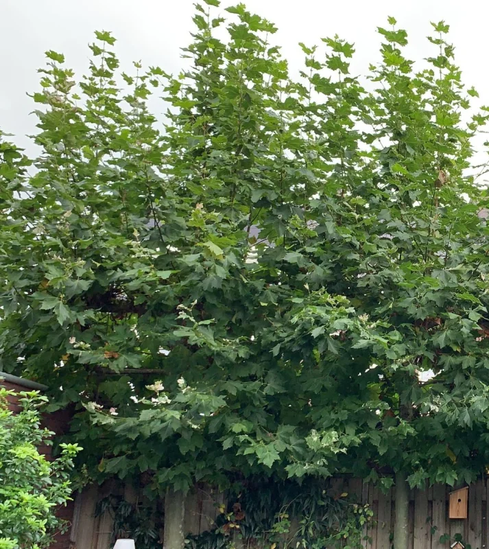 Platanus Hispanica Leiboom (Leiplataan)-5