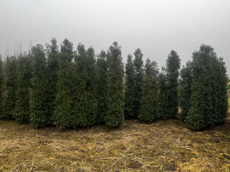 Prunus lusitanica Angustifolia Haagplant Solitair (Portugese Laurier)-1