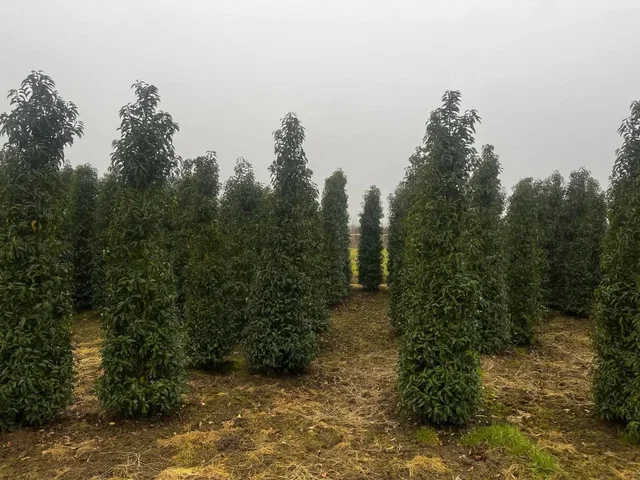 Prunus lusitanica Angustifolia Haagplant Solitair (Portugese Laurier)