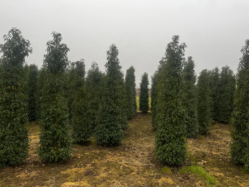 Prunus lusitanica Angustifolia Haagplant Solitair (Portugese Laurier)