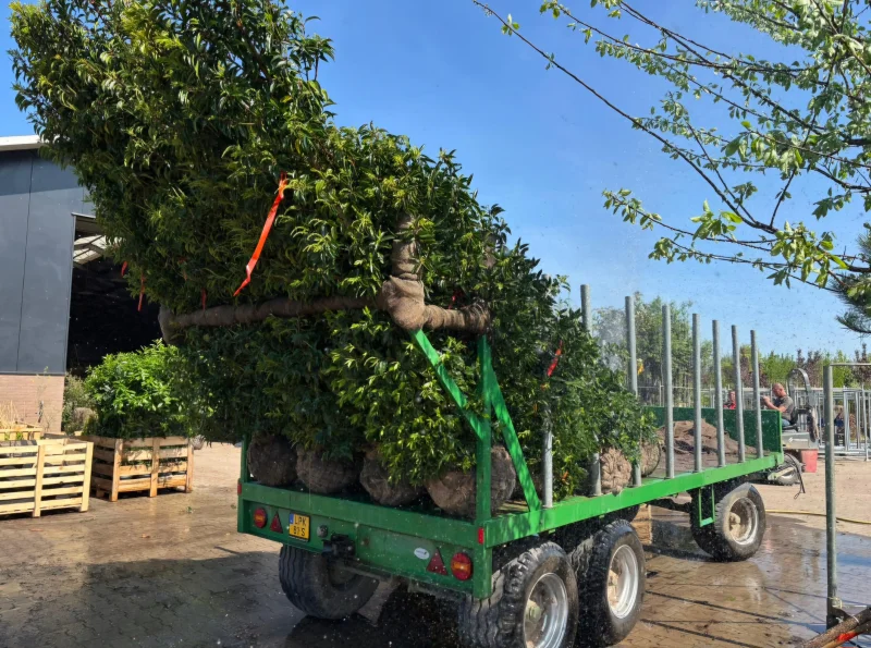 Prunus lusitanica Angustifolia Haagplant Solitair (Portugese Laurier)-3