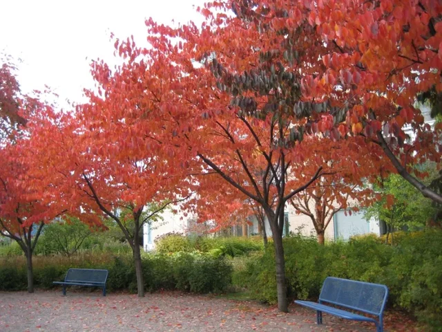 Prunus Sargentii (Japanische Zierkirsche)