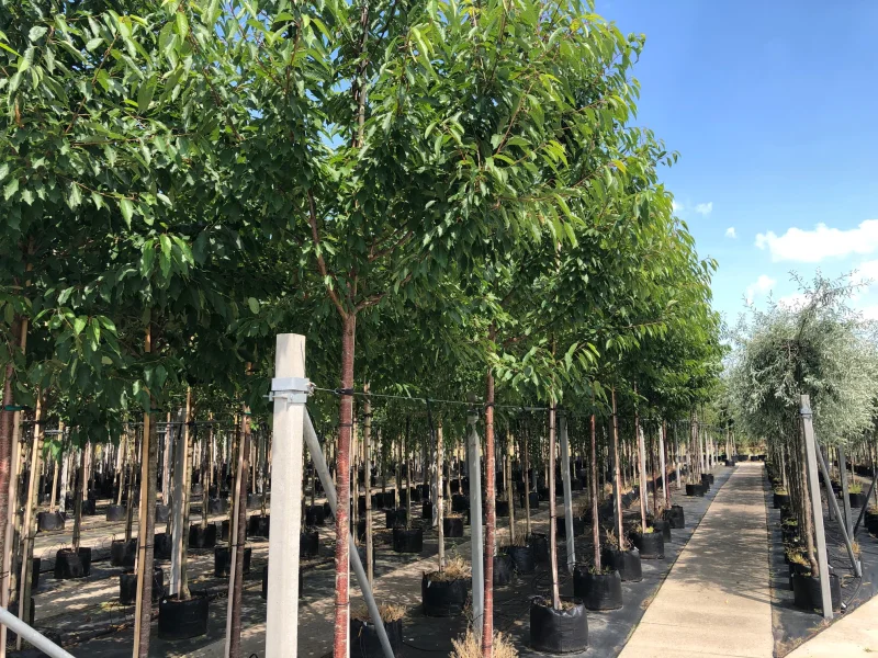 Prunus Sargentii (Japanse Sierkers)-2