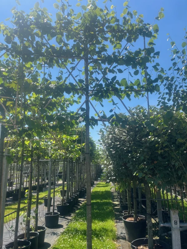 Tilia Europea Pallida Leiboom (Leilinde)-5