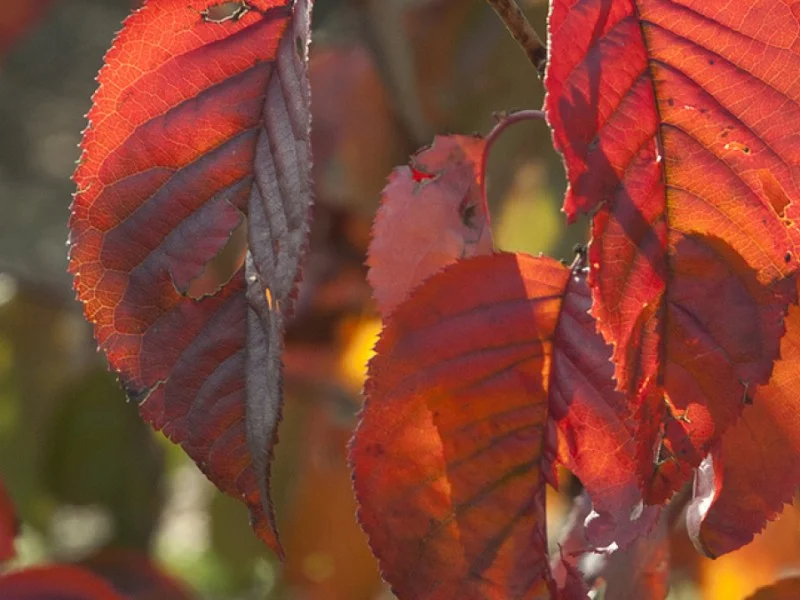 Prunus Sargentii (Japanse Sierkers)-4