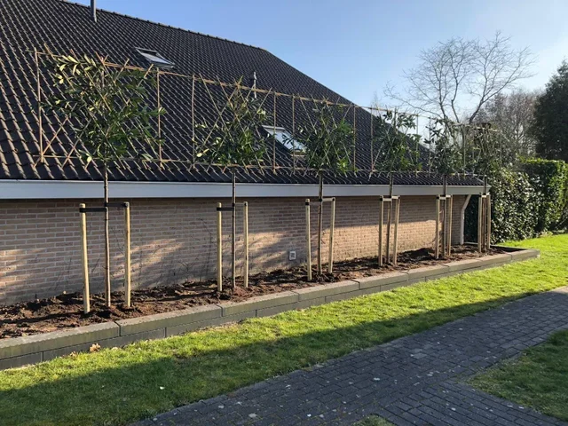 Verbindungsset Spalierbäume