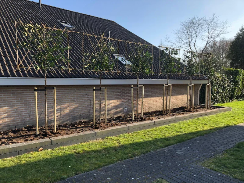 Doorverbinden leibomen inclusief materialen