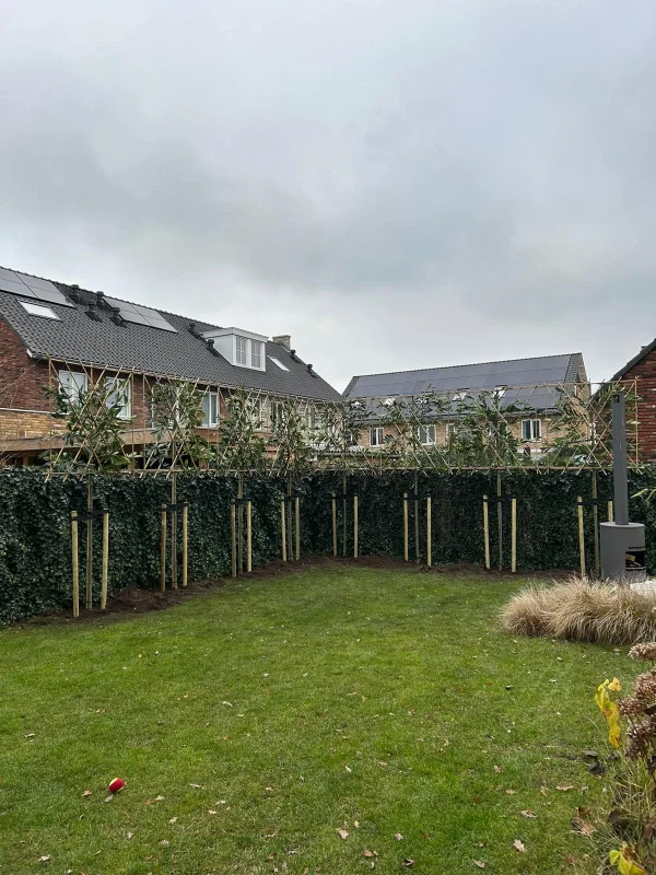 Doorverbinden leibomen inclusief materialen-12