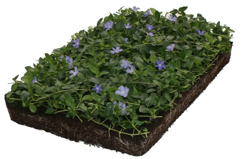 Vinca minor kant en klare bodembedekker (Plantenmat)
